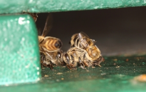 Wächterbienen attackieren eine fremde Biene.
